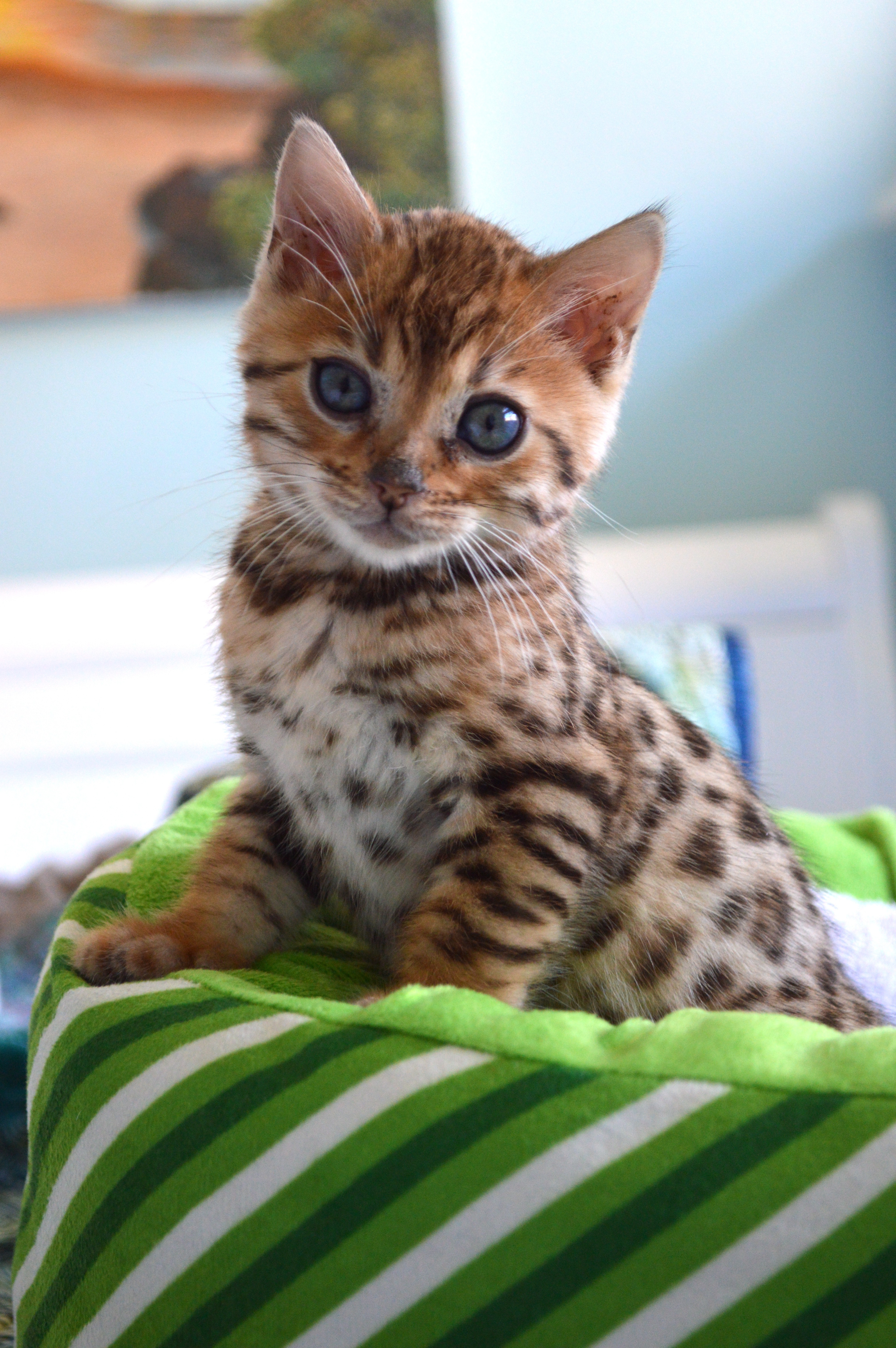 Our New Bengal Kitten